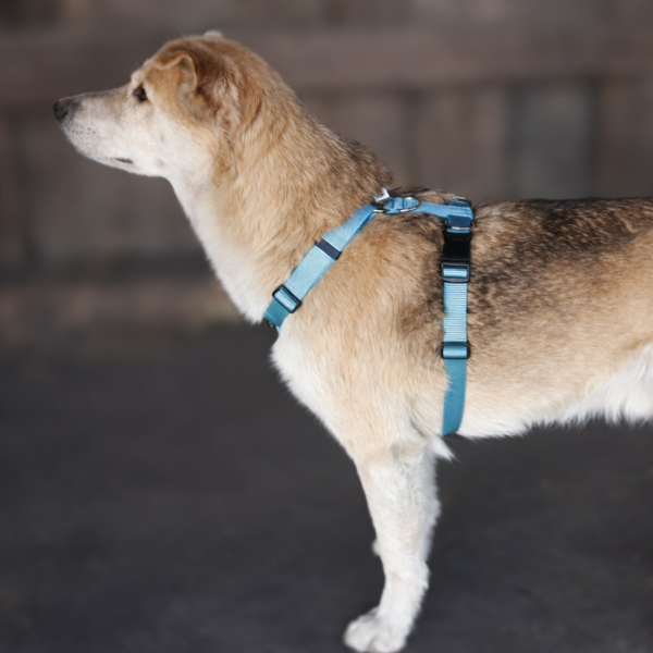 Tellington TTouch® Harmony Hundegeschirr - Farbe SCHWARZXXS