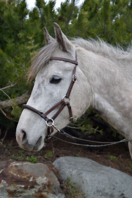 Original Tellington Lindel Gebisslose Zäumung FARBE BRAUN EU B2B KUNDENPony (S)